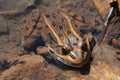 Large frog sitting in pond water close up Royalty Free Stock Photo