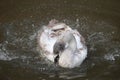 Large adult swan splashing in the water