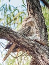 Large Adult Tawny Frogmouth With Chick