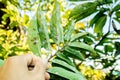 A large adult white aphid is devouring the green leaves to survive and reproduce. White aphid on leaves close-up. White aphid is a