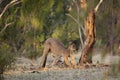 Large adult wild kangaroo grazes in the forest, stands among the grass and trees, Australian nature Royalty Free Stock Photo