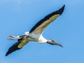 Large Adult Wood Stork