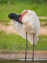 Large adult woodstork preens right wing feathers in Pantanal Royalty Free Stock Photo