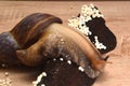 Large African Achatina snails Royalty Free Stock Photo