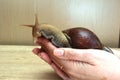 Large African Achatina snails Royalty Free Stock Photo