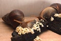 Large African Achatina snails Royalty Free Stock Photo