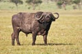 Large African Buffalo