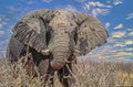 Large African bull elephant close up Royalty Free Stock Photo