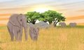 Large African Bush Elephants and baby elephant in the African savannah with acacia trees Royalty Free Stock Photo