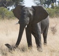 Large African elephant Royalty Free Stock Photo