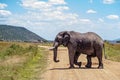 Large African Elephant Crossing Road in Kenya Royalty Free Stock Photo