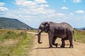 Large African Elephant Crossing Road in Kenya