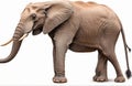 Large African Elephant, Cut out isolated on white transparent background Royalty Free Stock Photo