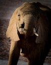 Large African elephant drinking water Royalty Free Stock Photo