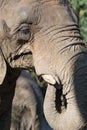 Large african Elephant drinking water Royalty Free Stock Photo