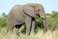 A large African elephant eating