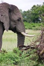 A large African Elephant eats leaves of a small Srub in the wild