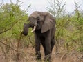 Large African elephant foraging in the savannah Royalty Free Stock Photo