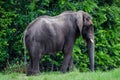 Large African Elephant Royalty Free Stock Photo