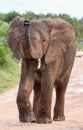 African Elephant with Raised Trunk Royalty Free Stock Photo