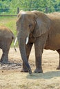 Large African elephant at the Indianapolis Zoo vertical Royalty Free Stock Photo