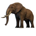 Large African Elephant isolated on white background 3d illustration Royalty Free Stock Photo