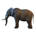 Large African Elephant isolated on white background 3d illustration Royalty Free Stock Photo