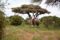 Large African elephant in a national park. Royalty Free Stock Photo