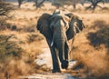 Large African elephant in the african savannah Royalty Free Stock Photo