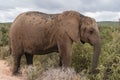 Large African elephant in African savannah Royalty Free Stock Photo