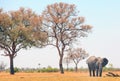 Large African elephant standing beneath a tree with a natural pale blue sky, Hwange National Park
