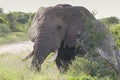 Large African elephant standing and eating on the side of a gravel road Royalty Free Stock Photo