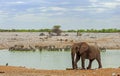 Large African Elephant walking along shoreline of a waterhole with large herd of zebra on opposite bank Royalty Free Stock Photo