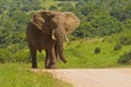Large african elephant walking on a gravel road Royalty Free Stock Photo