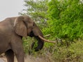 Large African elephant walking on the savannah Royalty Free Stock Photo