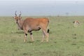 Large African Kudu looking at camera Royalty Free Stock Photo