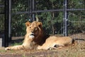 Large African lion