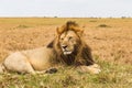 An large african lion is resting on a hill. Kenya, Africa Royalty Free Stock Photo