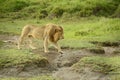 Large African lion walking through Serengeti plains Royalty Free Stock Photo