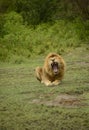 Large African male lion roaring Royalty Free Stock Photo