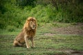 Large African male lion sitting in grassland of Africa Royalty Free Stock Photo