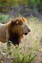 Large African Male Lion Royalty Free Stock Photo
