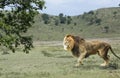 Large African male lion walking in green savannah of Tanzania, Africa Royalty Free Stock Photo