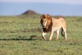 Large African Male Lion Walking in Kenya Royalty Free Stock Photo