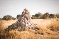 A large African Termite ant Mound in the wilds of the Okavango Delta In Botswana. Royalty Free Stock Photo