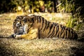 A large African Tiger resting on green grass in the sunshine Royalty Free Stock Photo