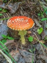 Large agaric mushroom is growing on the grass. Close-up, selective focus