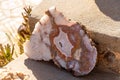 Large agate stone with concentric pattern in orange and white on rough stone surface Royalty Free Stock Photo
