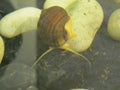 The large snail in water, close up