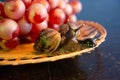 A pair of snails on a wicker plate with red grapes